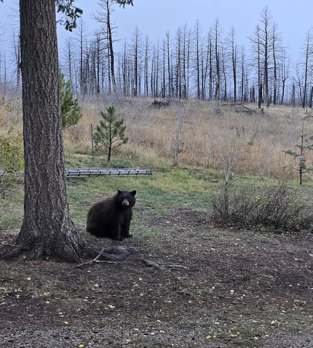 bear climbing a tree