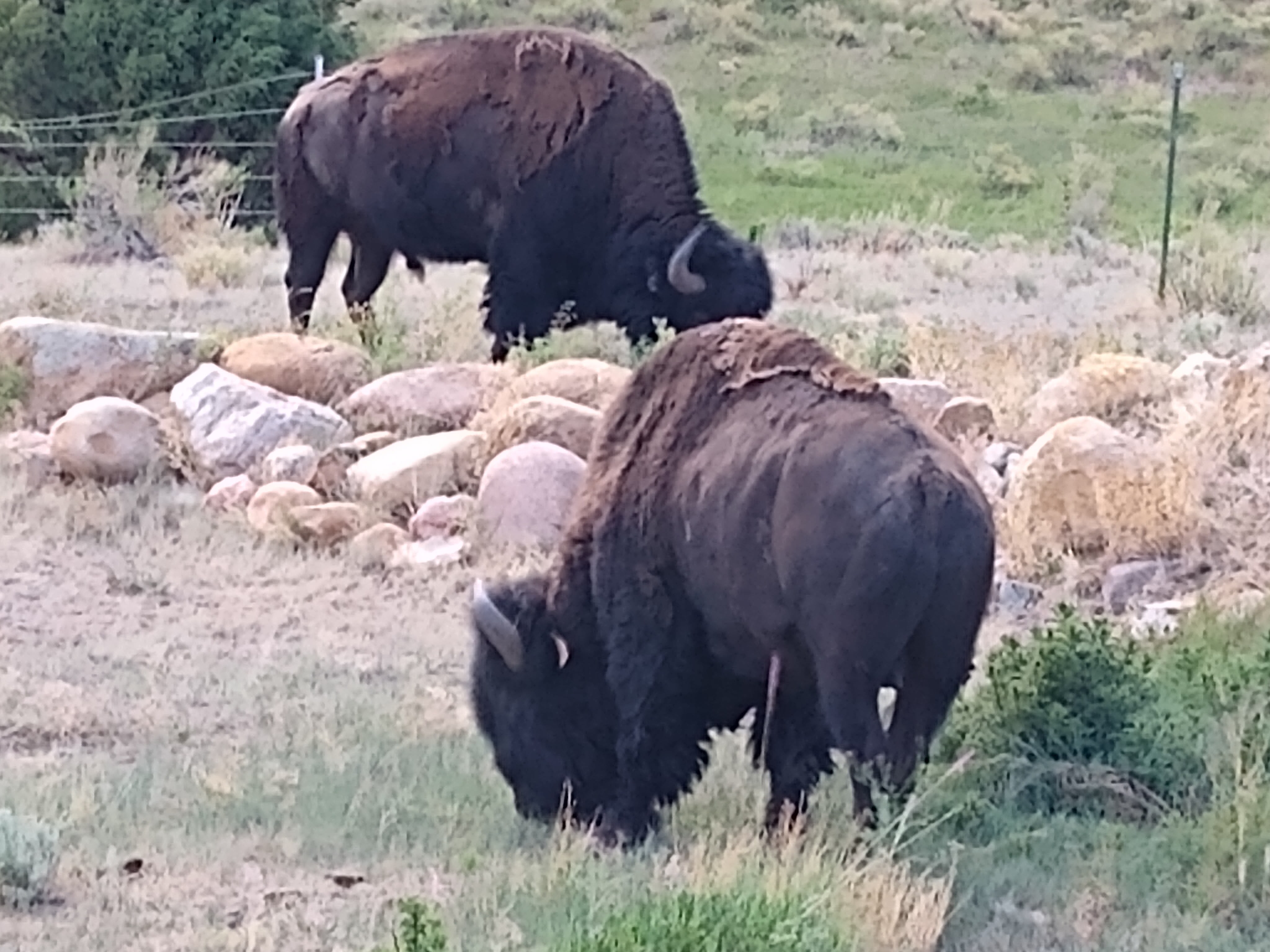 buffalo eating in a field