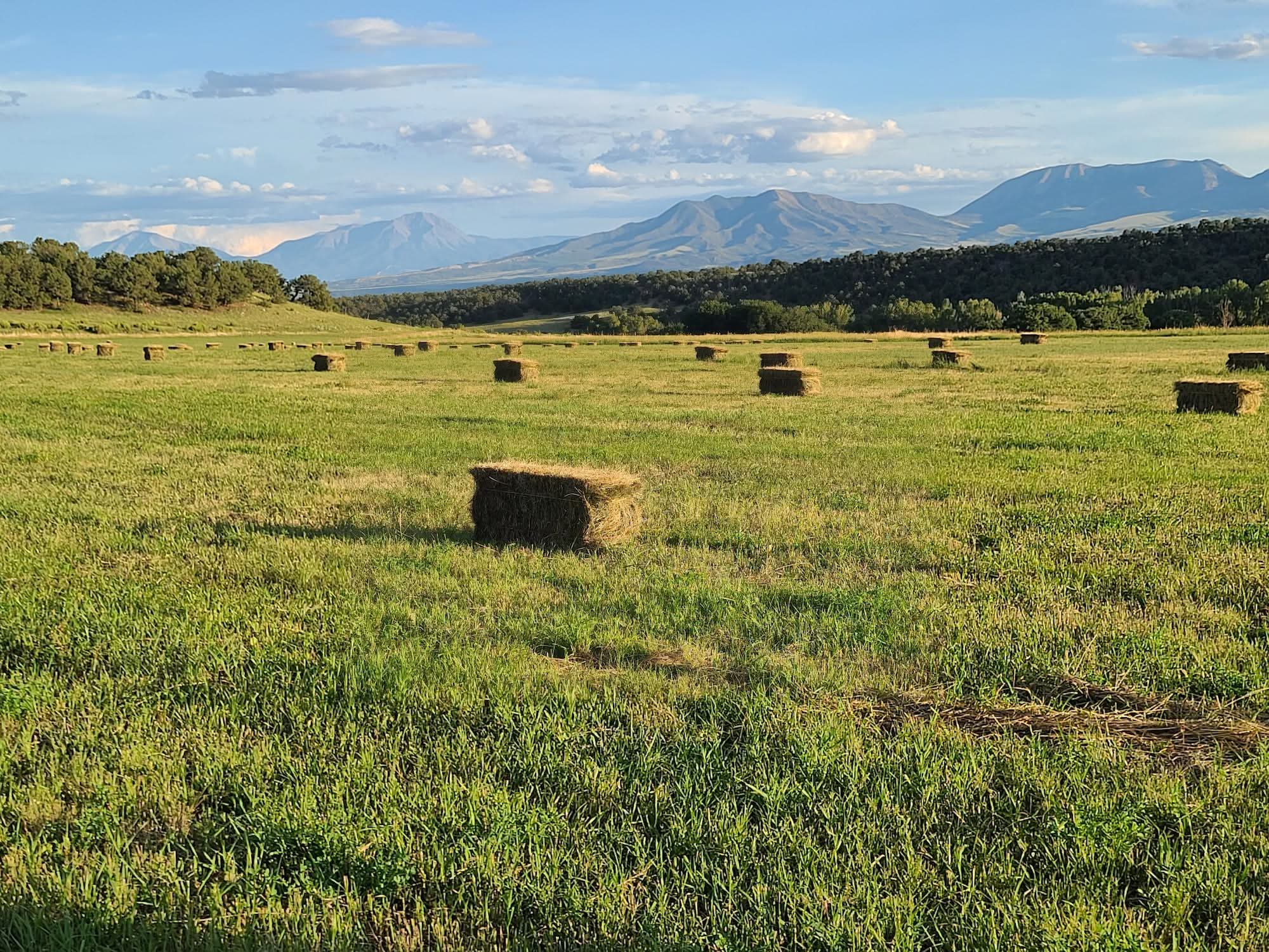 a field of freshly bailed hay