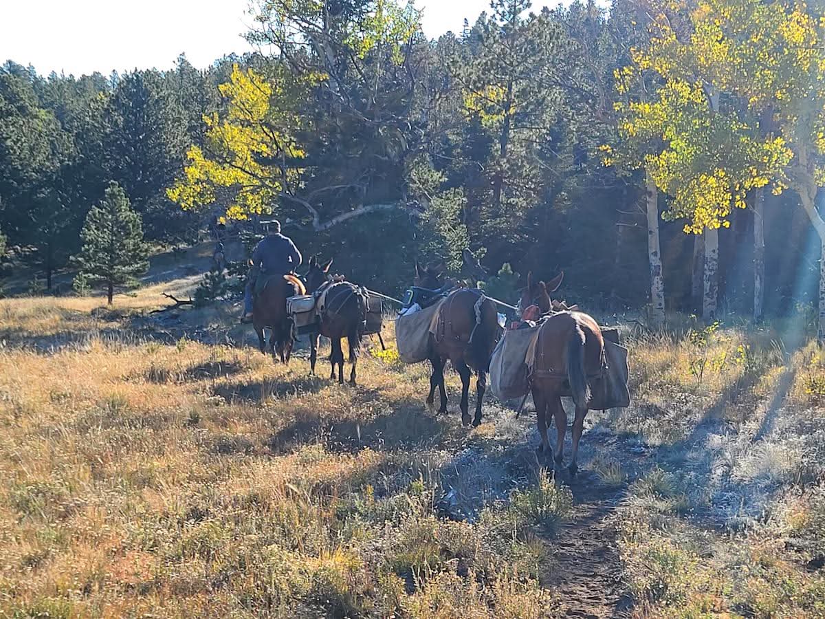 mules in a field