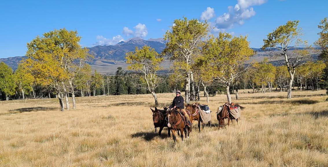 mules led by a horse in front of trees