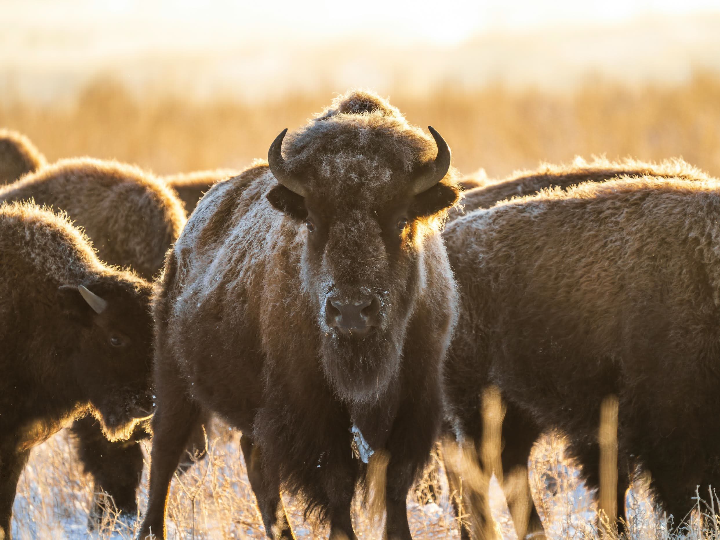 group of buffalo eating in a winter field